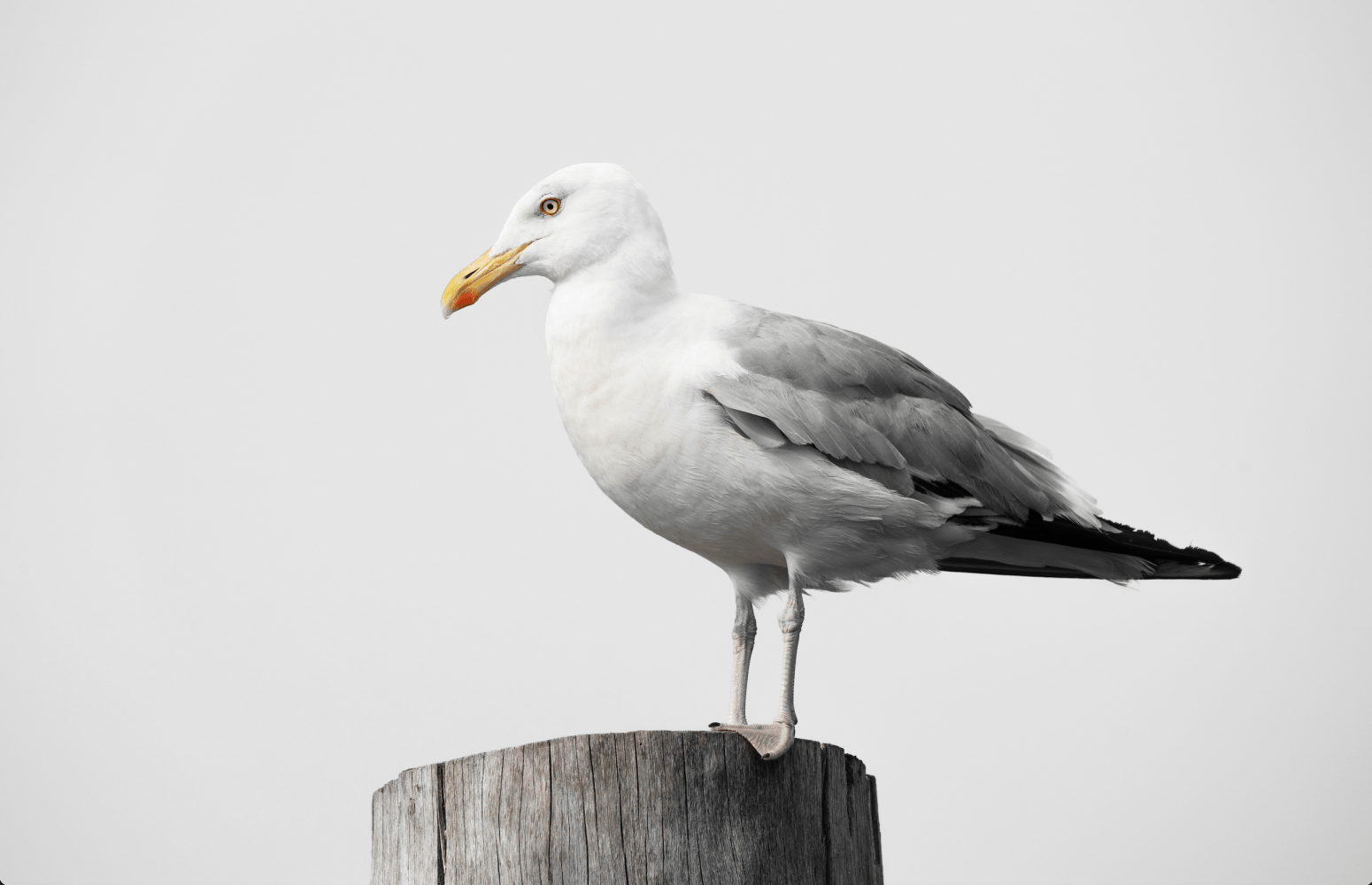 Gull&amp;nbsp;(72X48 in.)