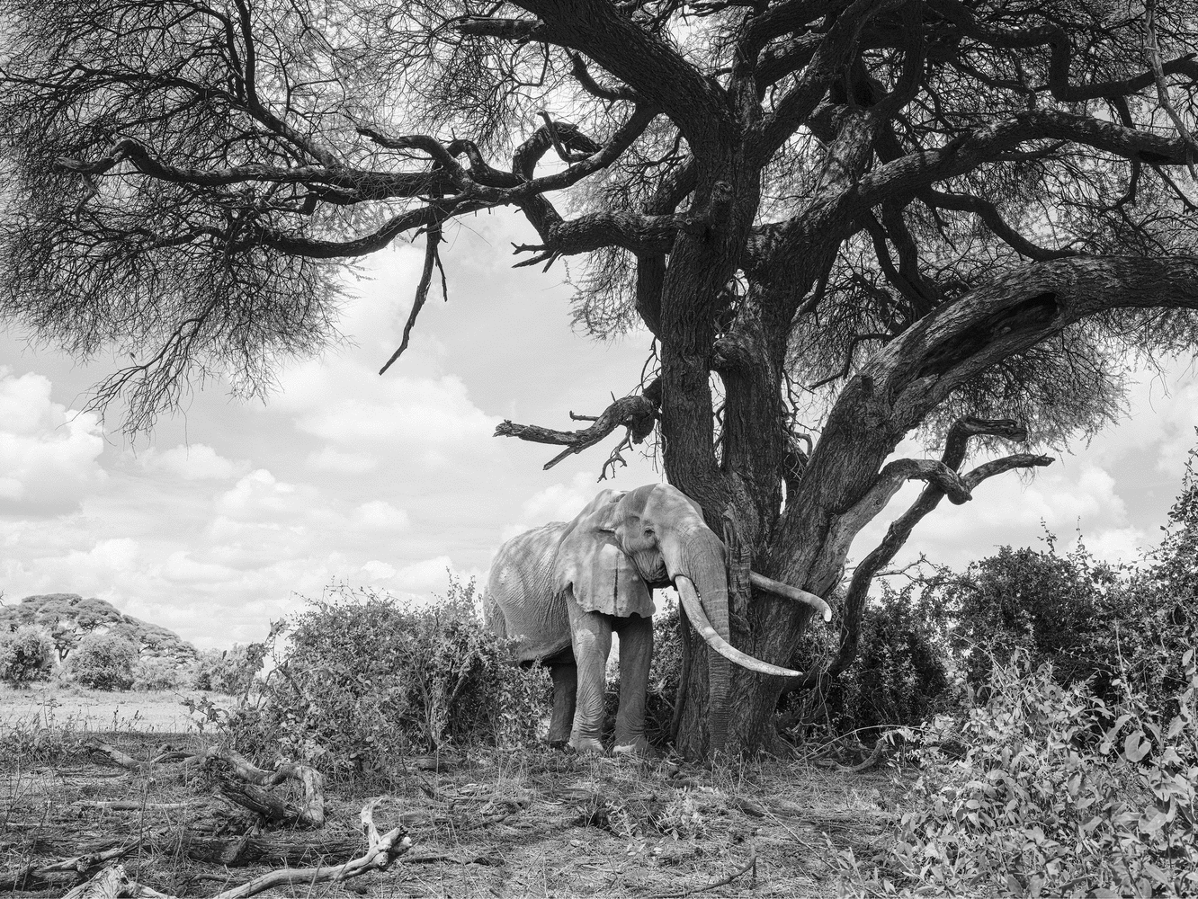 Craig at Rest

2023. Amboseli, Kenya

60 x 45 inches