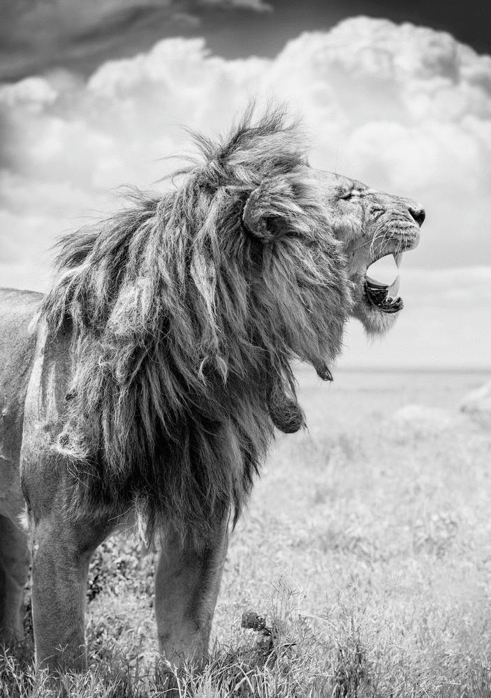 Roaring Lion

2019. Serengeti, Tanzania

40 x 60 inches