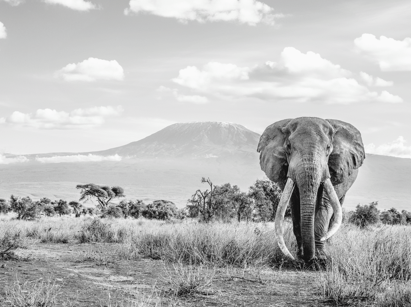 Craig and Kili

2023. Amboiseli, Kenya

60 x 45 inches