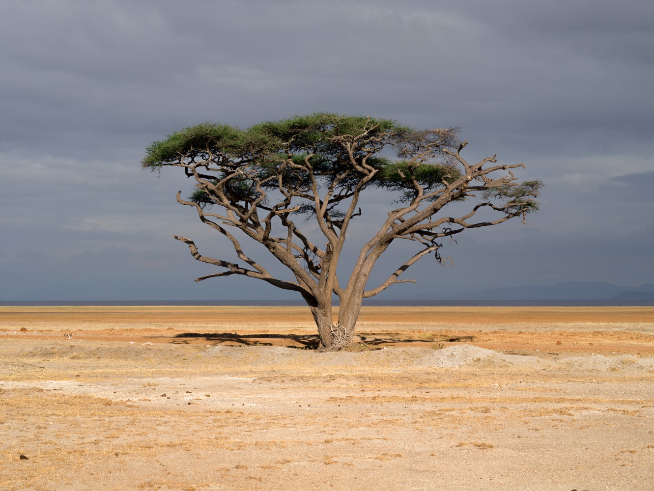 &amp;quot;Amboseli Acacia&amp;quot;

2023. Amboseli, Kenya

60 x 45 inches