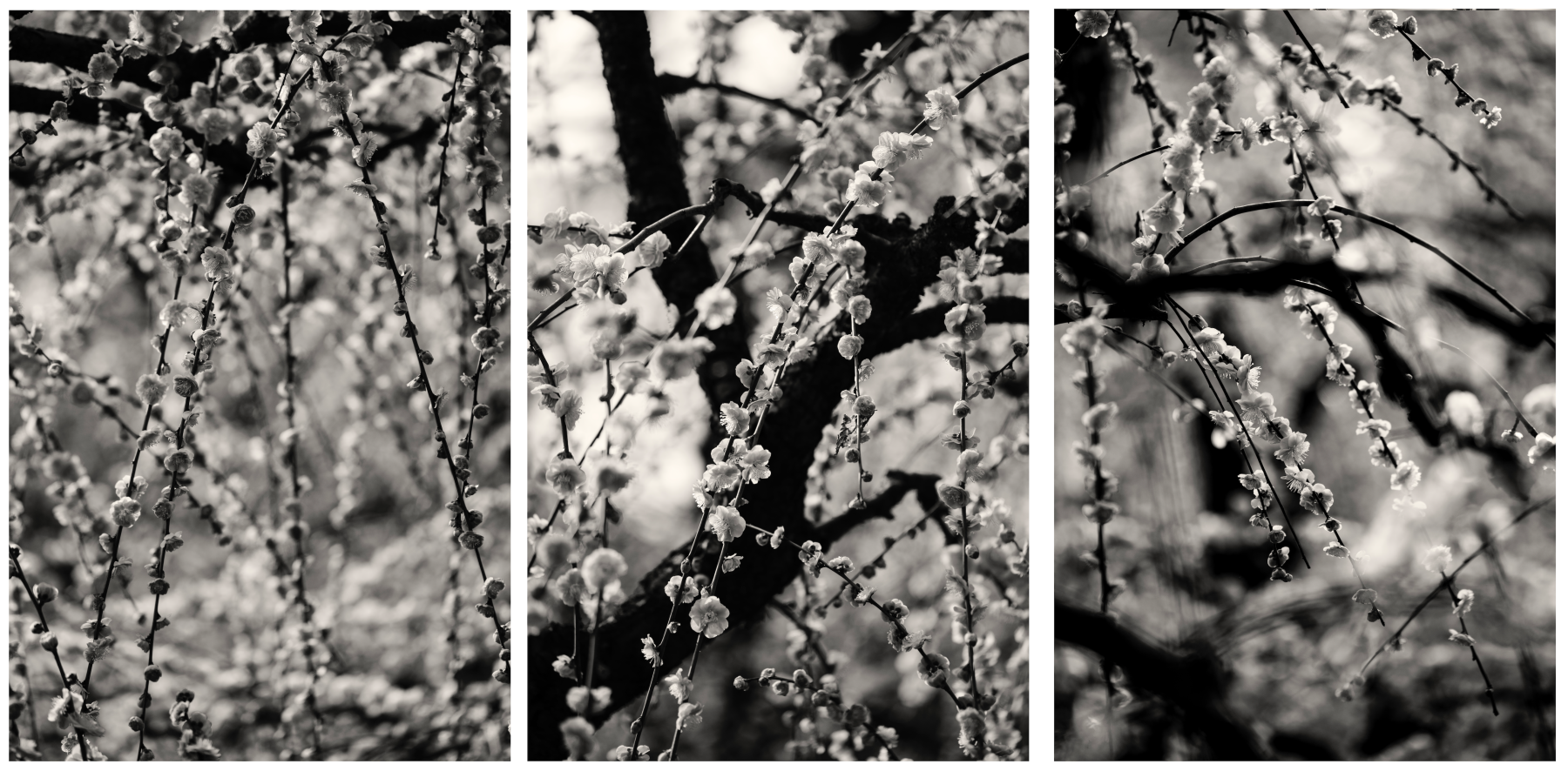 T3&amp;nbsp;(2016) 1/12 110X48 IN