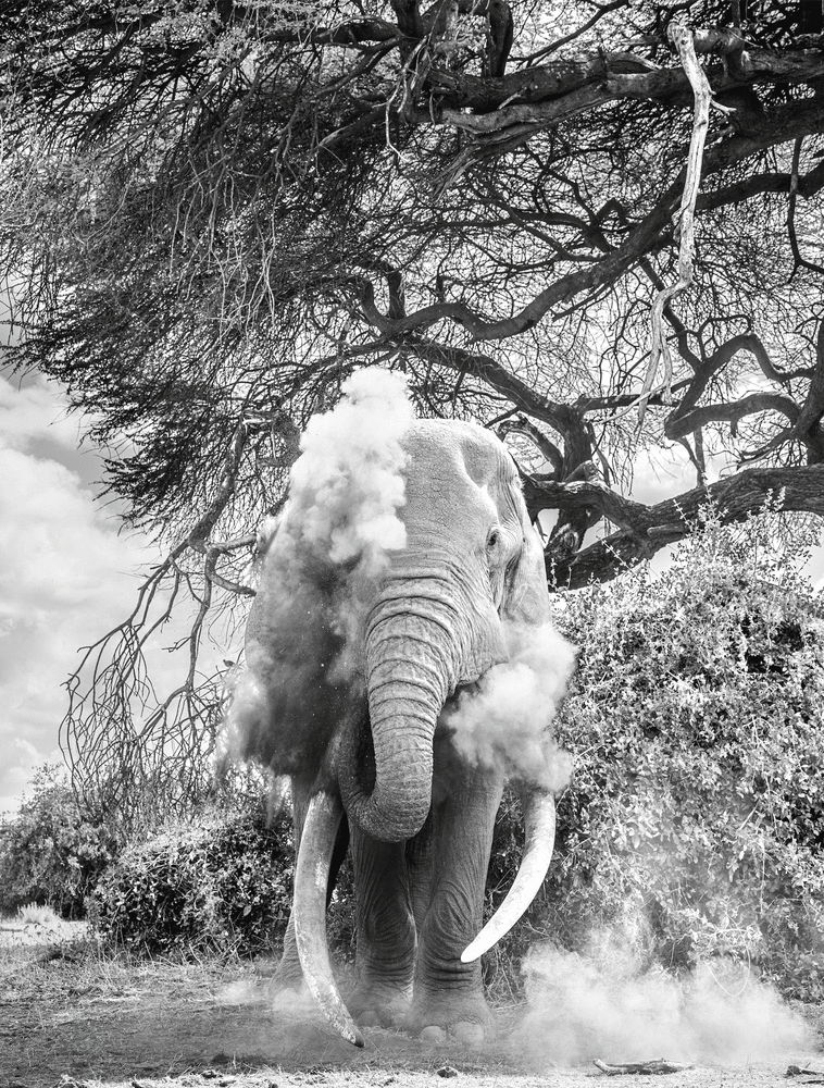 Craig Dusting II

2023. Amboseli, Kenya

45 x 60 inches