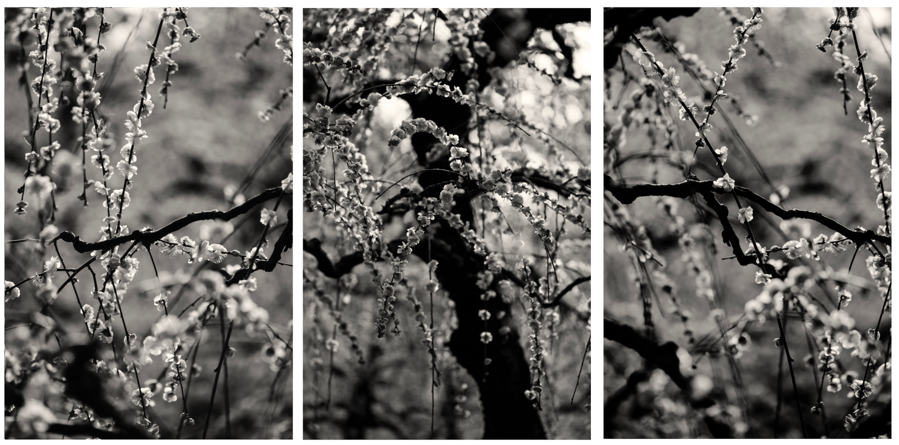 T2&amp;nbsp;(2016) 1/12 110X48 IN