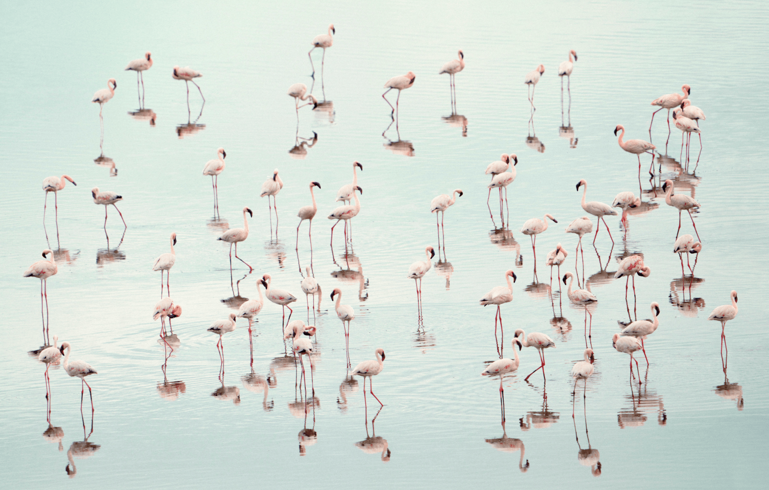 FLAMINGOS I&amp;nbsp;(60X38.5 in.)