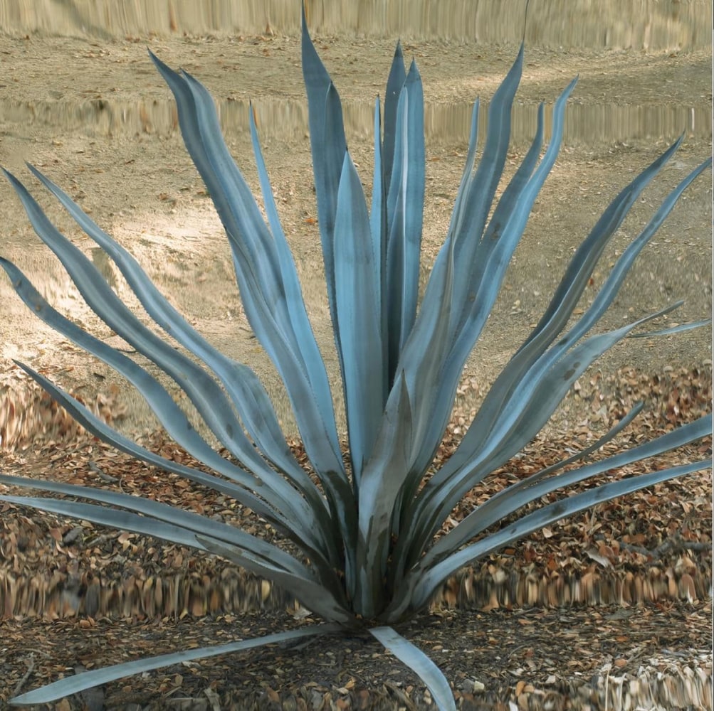 untitled (cactus), 2010
digital print
29.3 x 39.3 in

&amp;nbsp;

&amp;nbsp;