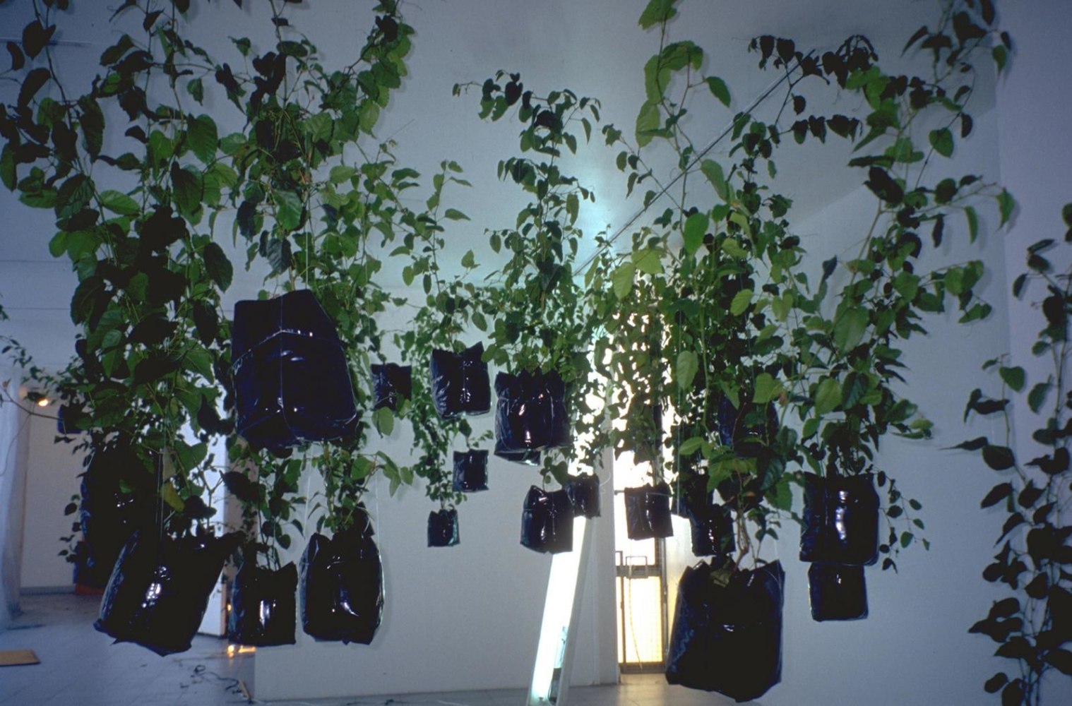 untitled (m&amp;eacute;xico), 2001

natural plants, water, nylon, plastic

variable dimensions&amp;nbsp;

&amp;nbsp;
