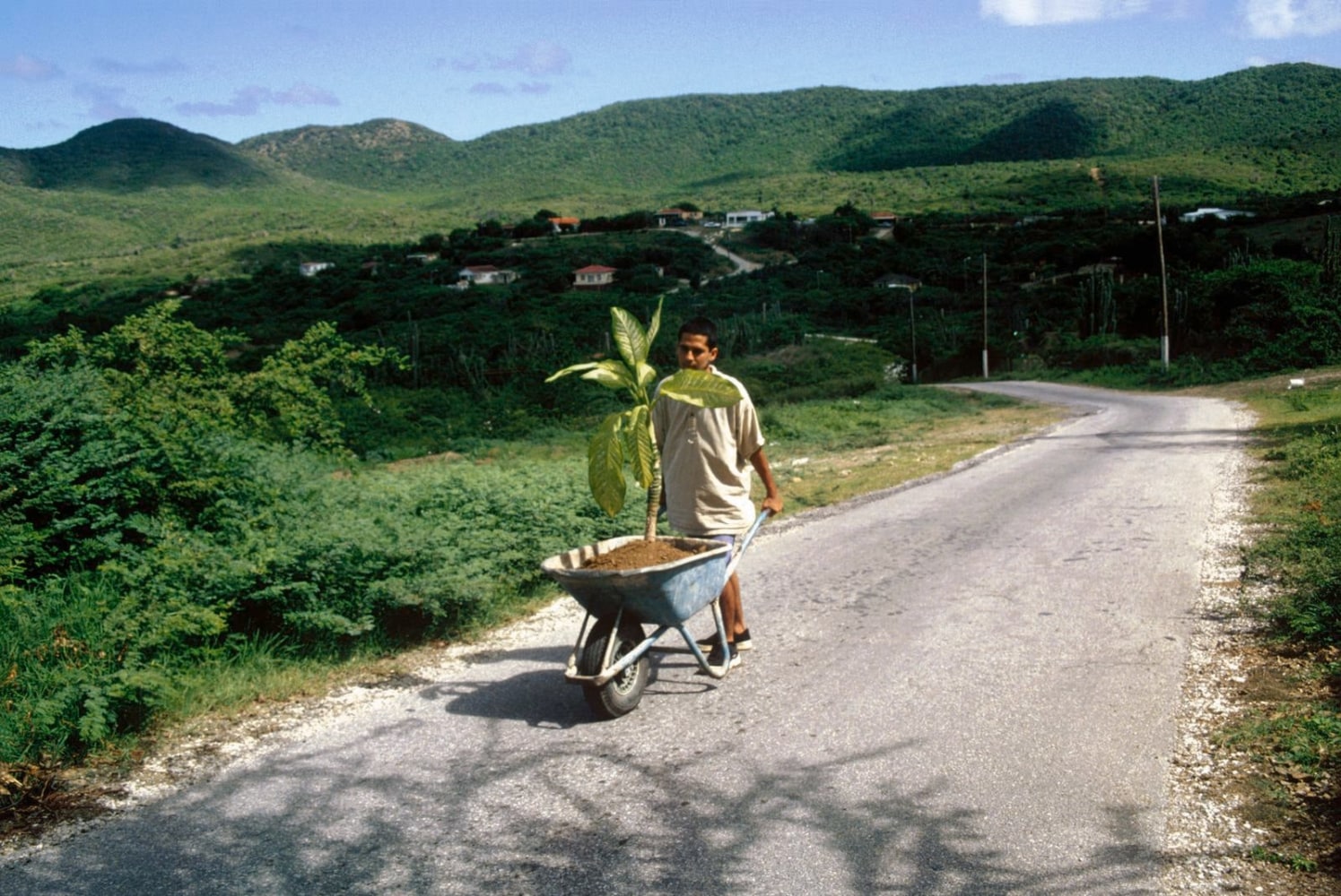 walk, 2000
ornamental plant, ground and wheelbarrow

performance documentation

&amp;nbsp;

&amp;nbsp;