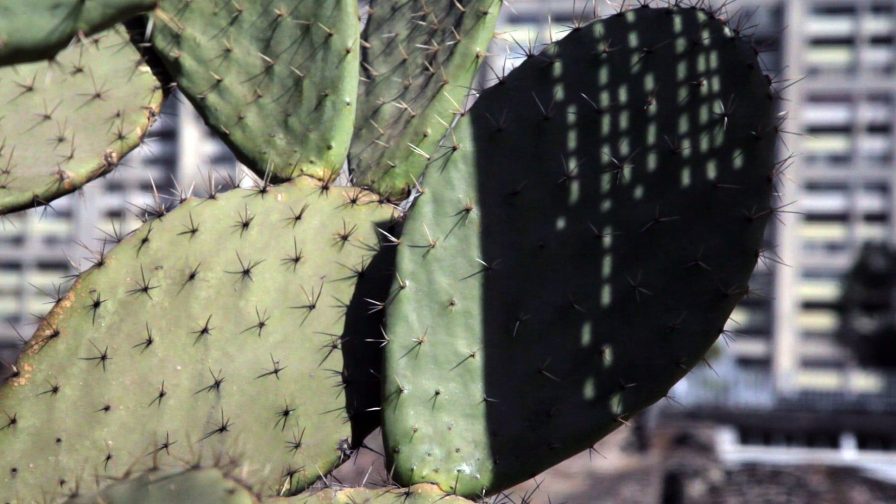 tlatelolco clash, 2011
hd video projection, dolby digital 5.1
11:49 min