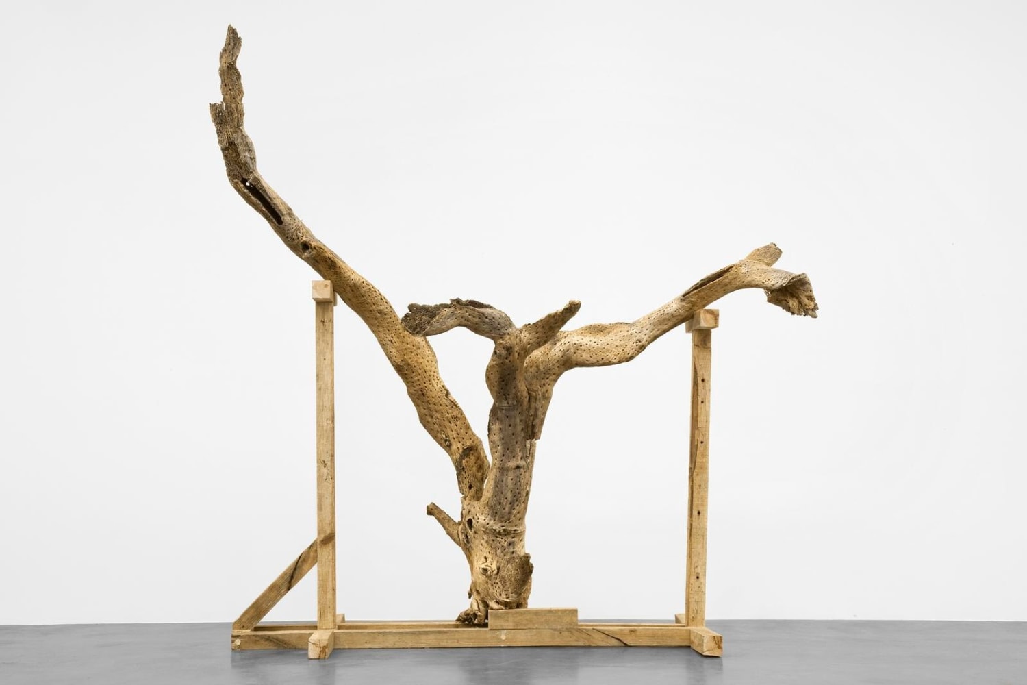 brazos abiertos, 2009

cactus en base de madera de pino

281.7 x 298.8 x 110 cm

&amp;nbsp;