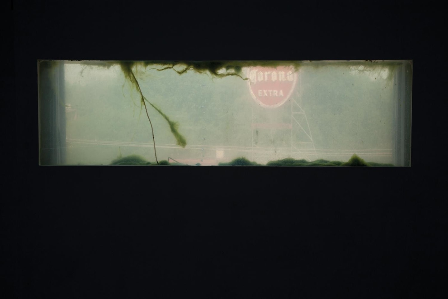 filtro lama, 2011

glass, 180 liters of water, light, algae, plastic

51.18 x 59.06&amp;nbsp;x 7.87&amp;nbsp;in.