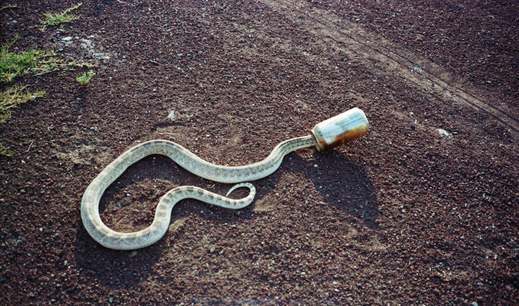 disasters of peace, 2017 impresi&amp;oacute;n digital 11.5 x 15.55 in.