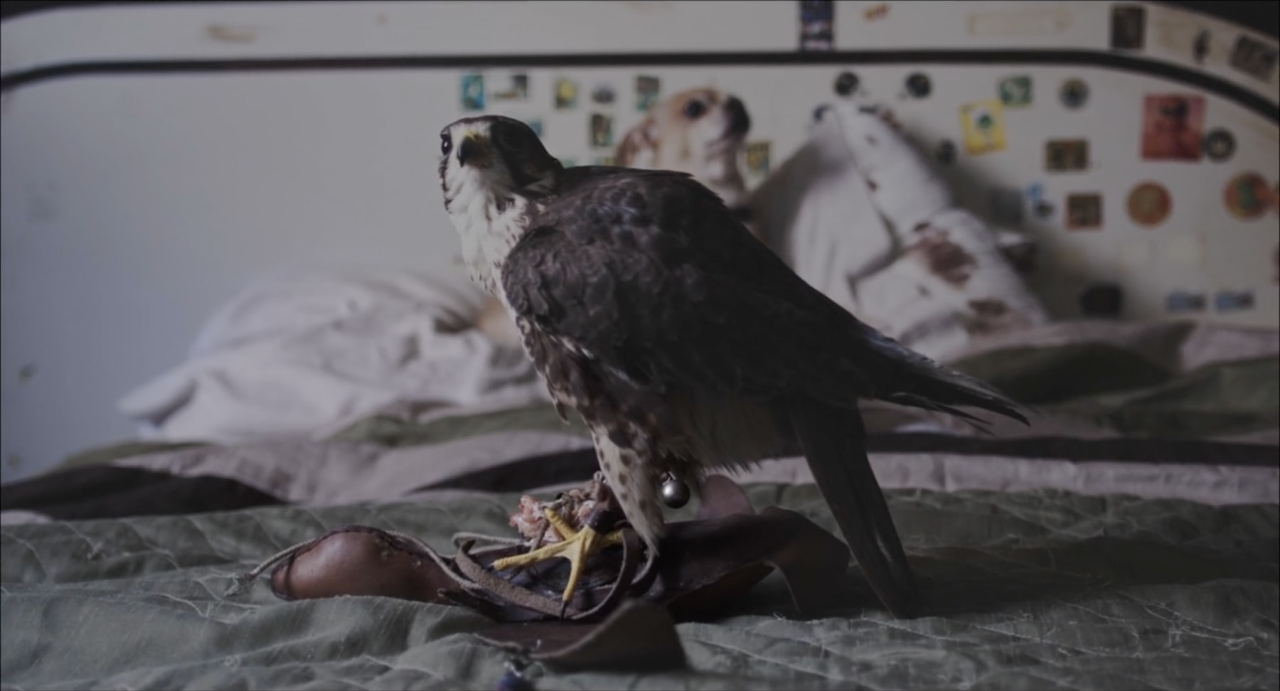 camale&amp;oacute;n, 2017 fotograma del v&amp;iacute;deo&amp;nbsp;