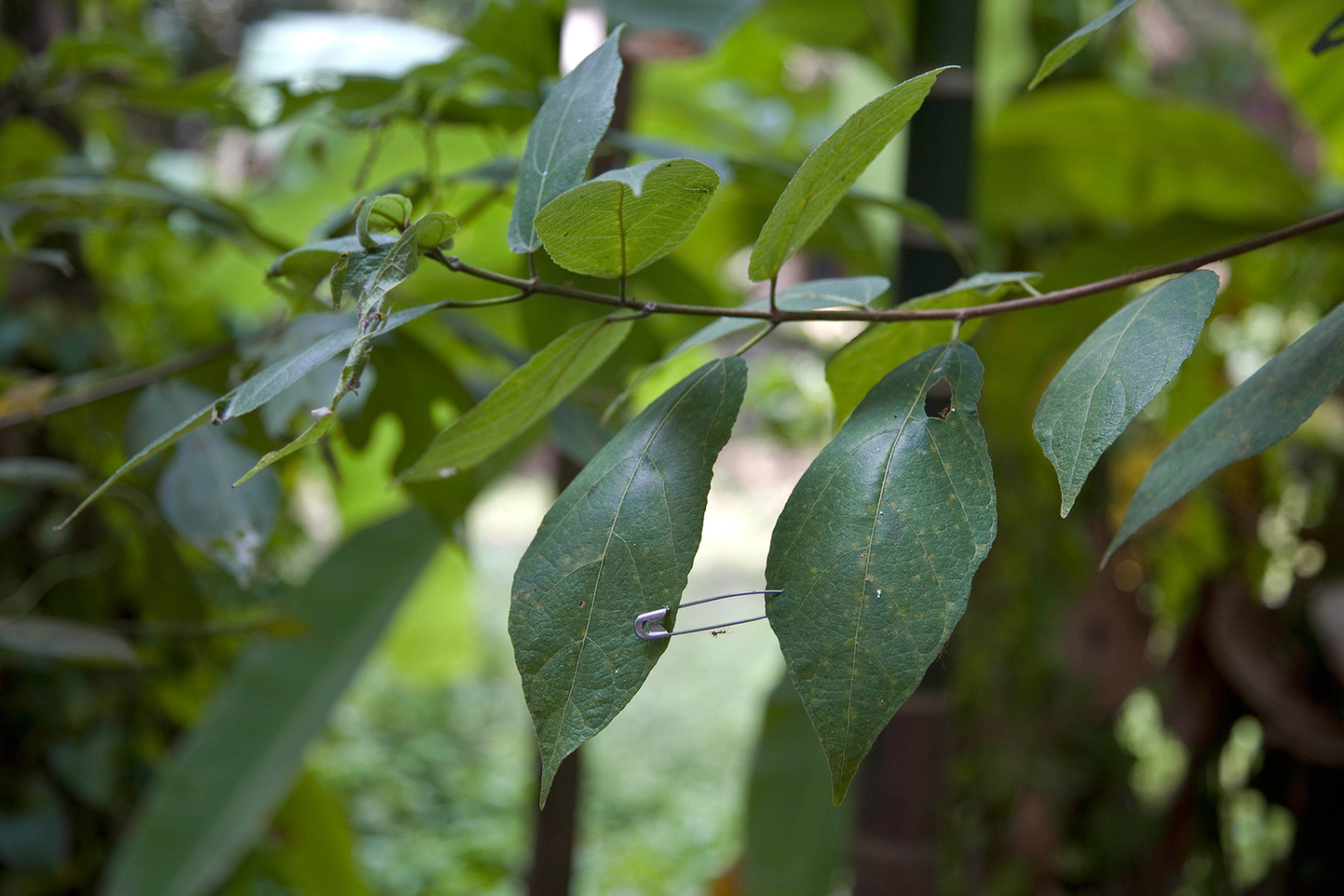 short cut II, 2010

digital print

18.02 x 23.85 in.&amp;nbsp;framed

&amp;nbsp;

&amp;nbsp;