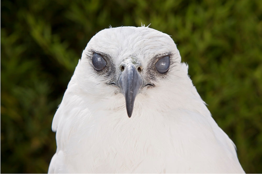 in the open 1, 2012 impresi&amp;oacute;n digital&amp;nbsp;39 3/8 x 70 7/8 in.