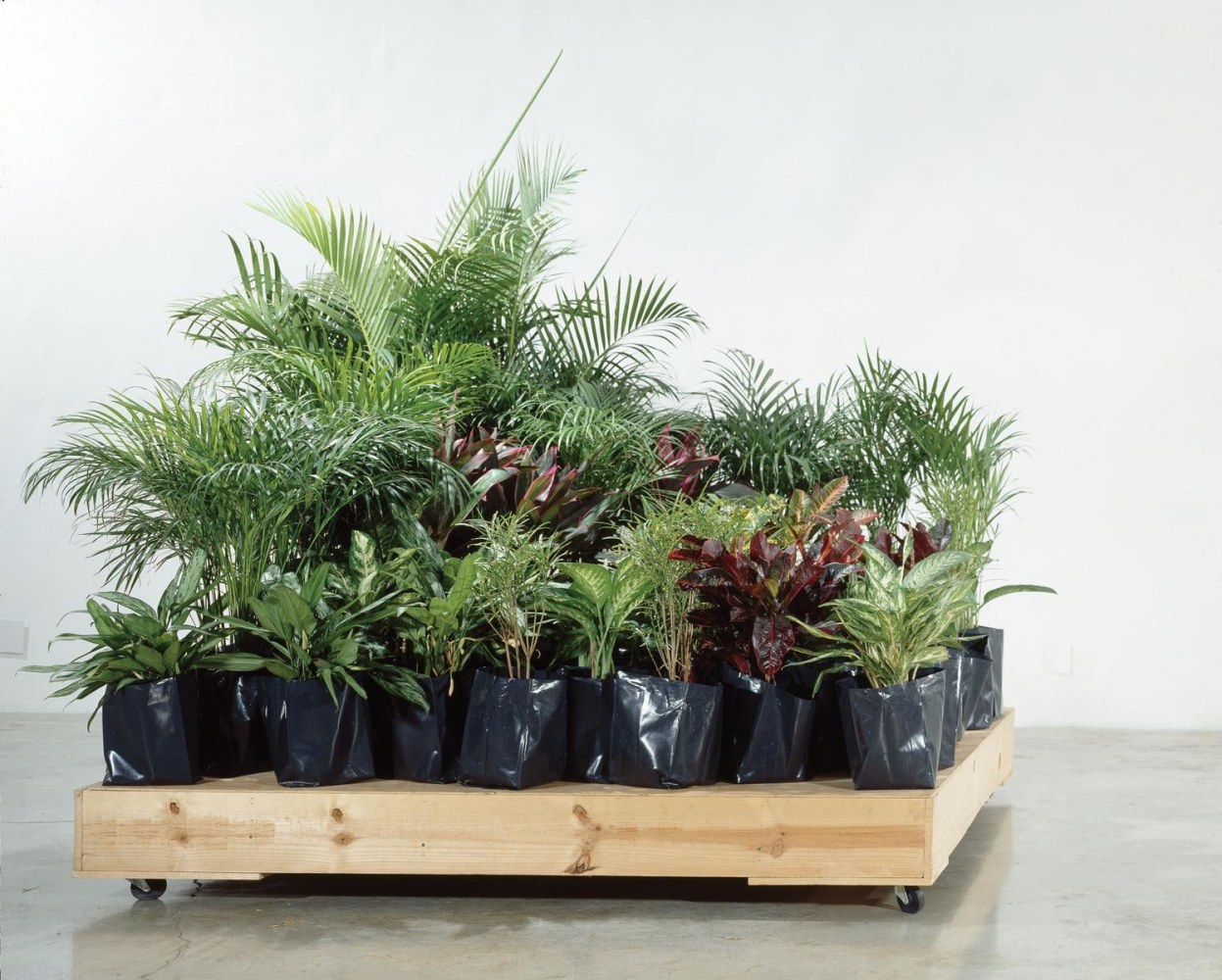 jard&amp;iacute;n port&amp;aacute;til, 2001

plants, wooden movable platform

78.74 x 78.74 in.

&amp;nbsp;