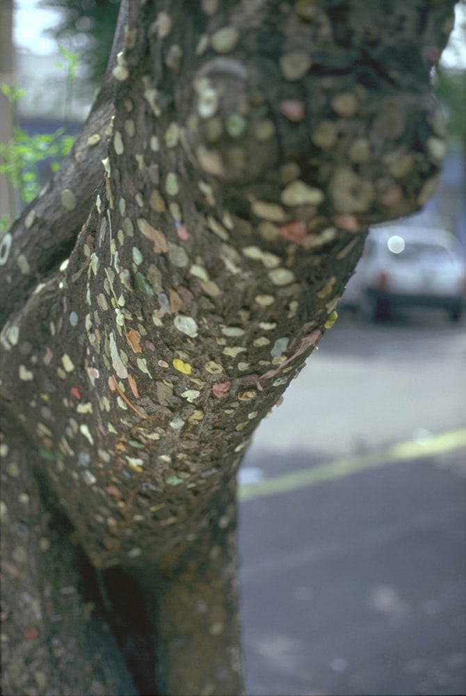 tree with chewing gum, 1999
digital print
51.18 x 34.25 in.

&amp;nbsp;

&amp;nbsp;