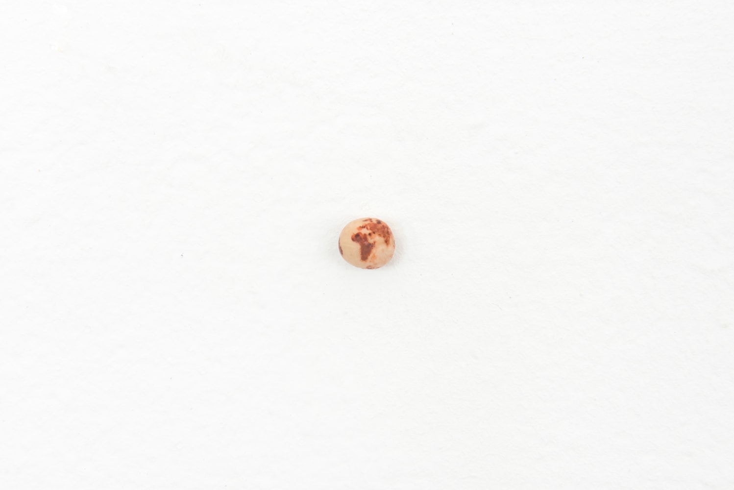 
untitled (globe of the world), 2002

ink on chickpea
0.02 in.

&amp;nbsp;

&amp;nbsp;