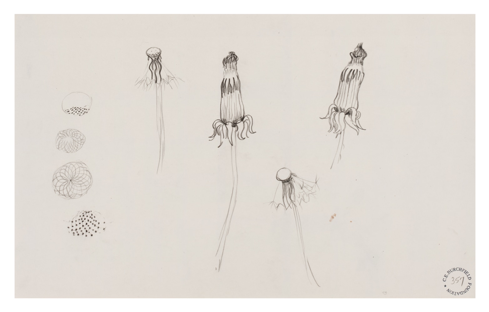 Dandelions I, n.d.

Crayon and pencil on paper

10 3/4 x 17 inches