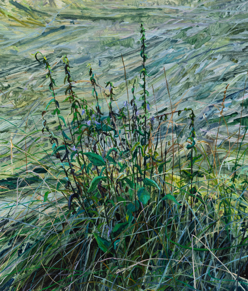 Claire Sherman Wildflowers, 2024 Oil on canvas 42x 36 inches