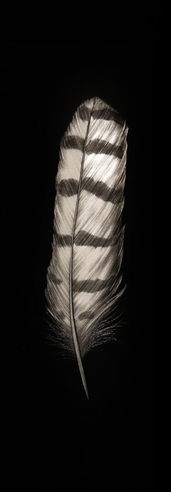 Mitchell Lonas

Snowy Owl Feather, 2021

incised, painted aluminum

34h x 12w in

SOLD