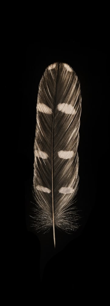 Mitchell Lonas

Owl Feather, Late Day, 2021

incised, painted aluminum

34h x 12w in

SOLD