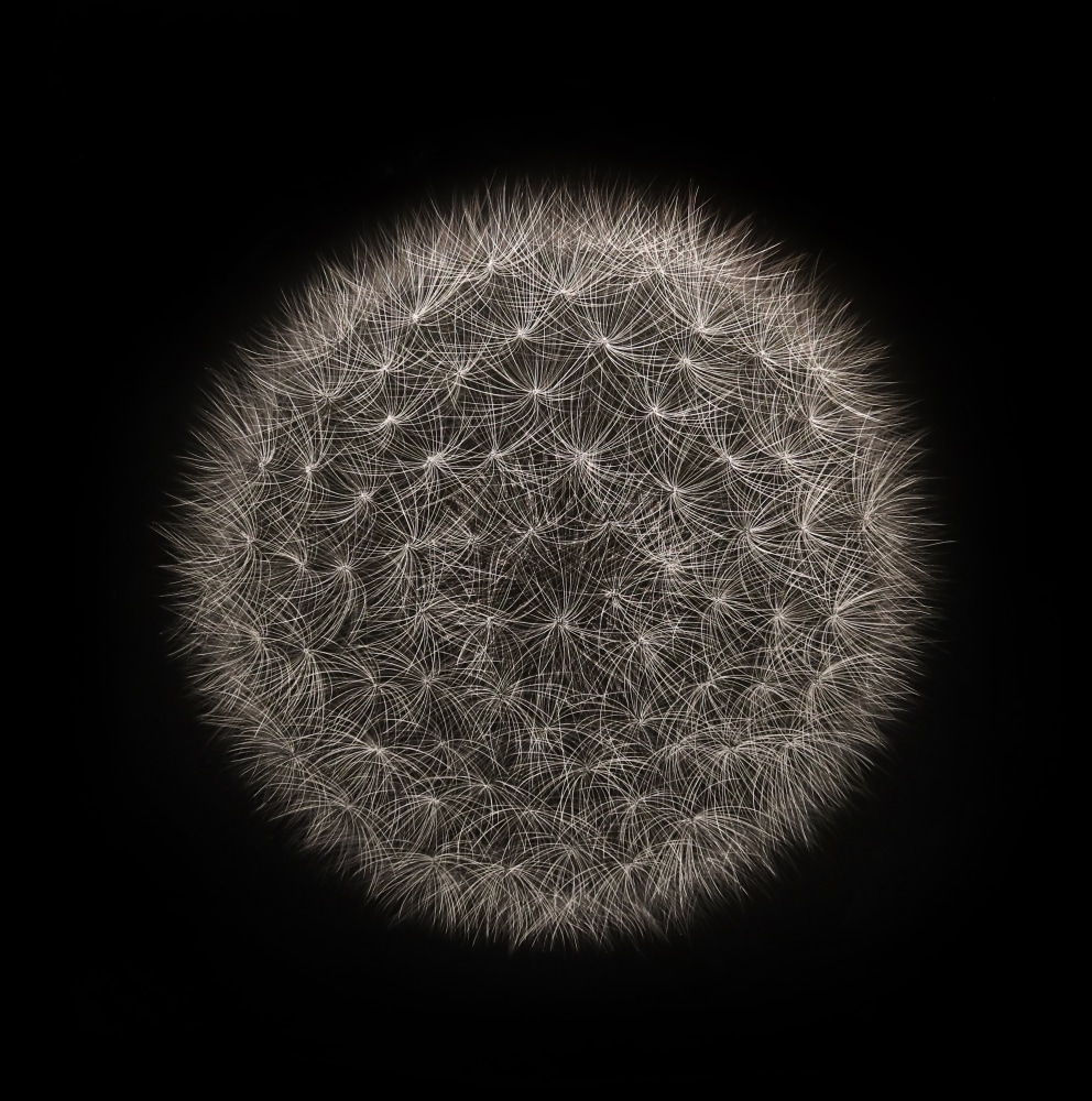 Mitchell Lonas
Dandelion, Fall 2020
incised painted aluminum
34h x 34w in

SOLD