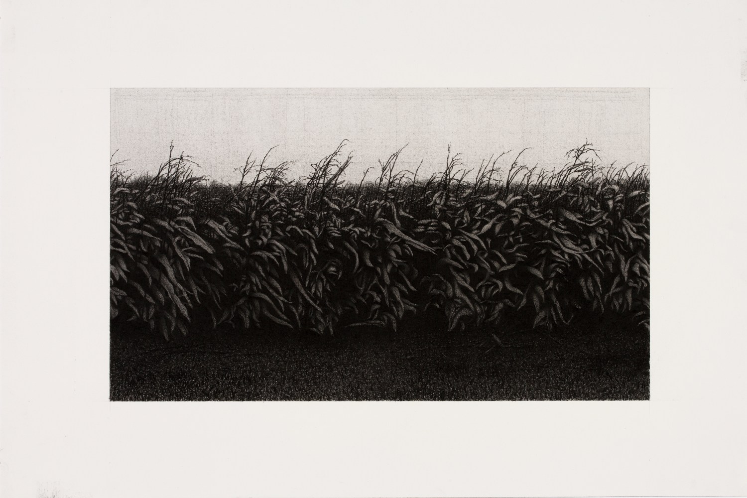 Anthony Mitri, Corn, Bundysburg, 2013, charcoal on paper, 9 1/4 x 16 inches