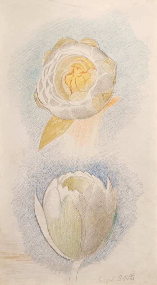 Joseph Stella, Two Flowers, nd, color pencil on paper, 12 1/4 x 6 3/4 inches