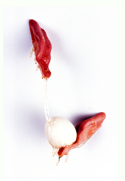 Flirting with Fertility, 2004

Resin, taxidermy model tongues, and chicken egg

9h x 5 1/2w x 3 1/2d in