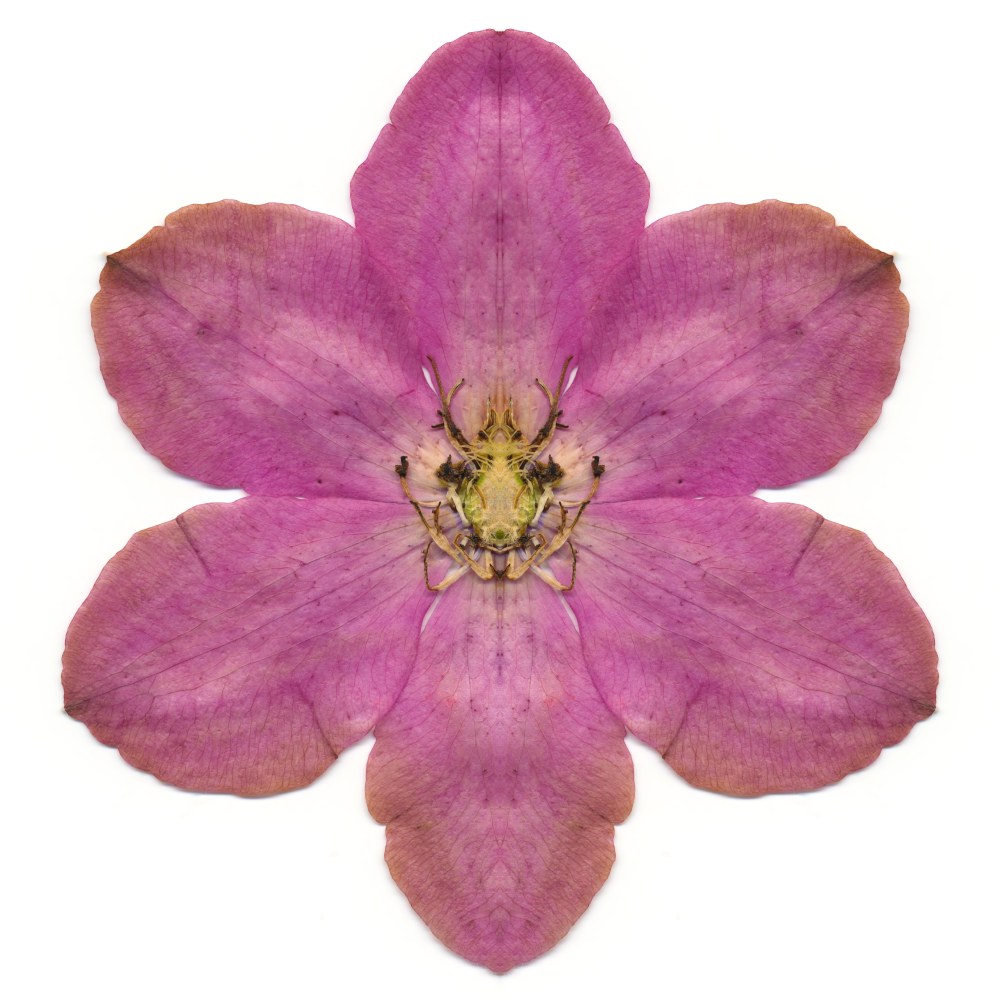 Pink Clematis, 40 x 40 inches.&amp;nbsp;Published by Carolina Nitsch
&amp;nbsp;