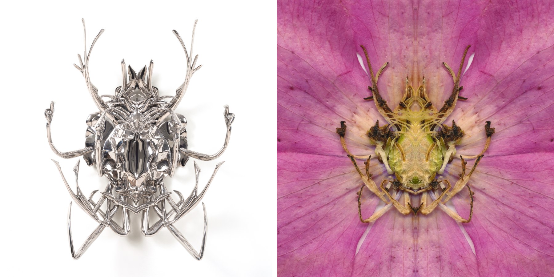 Pink Clematis (detail)&amp;nbsp;next to Pollinator
&amp;nbsp;