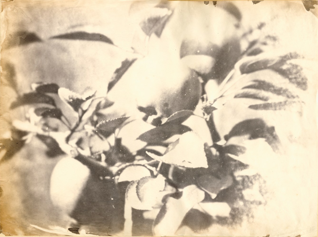 Unidentified photographer attributed to the Circle of Charles Simart Branch of apples (detail), from the album assembled circa 1856-1860, Salt print from an enlarged collodion negative 32.3 x 43.2 cm