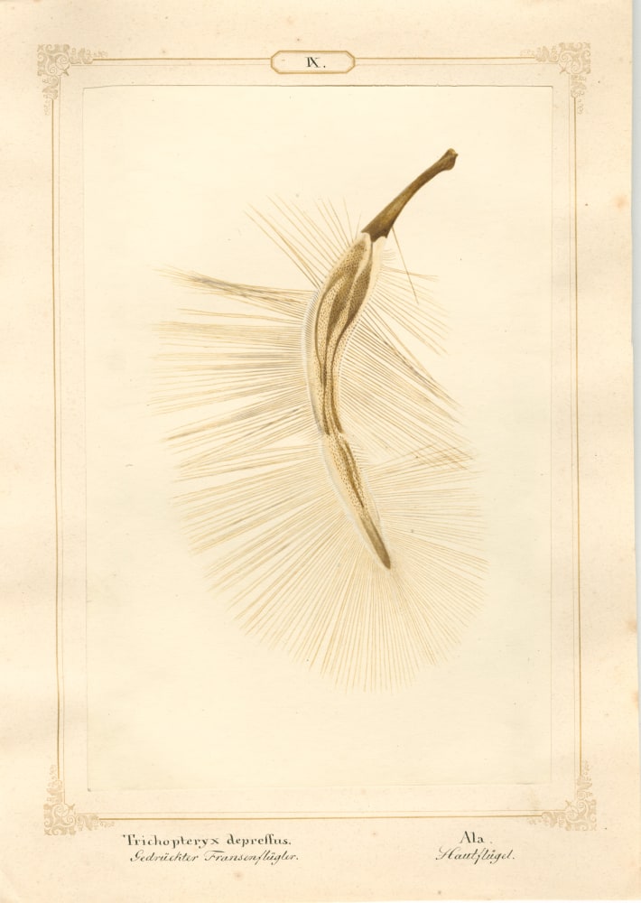 Ernst HEEGER (Austrian, 1783-1866) &quot;Trichopteryx depressus. Ala.&quot; Acrotrichis matthewsiana. (Plumose hindwing of flattened featherwing beetle), 1860 Hand colored salt print from a glass negative 20.3 x 13.5 cm mounted on 26.0 x 18.5 cm sheet  Numbered and titled in Latin and German in ink on mount