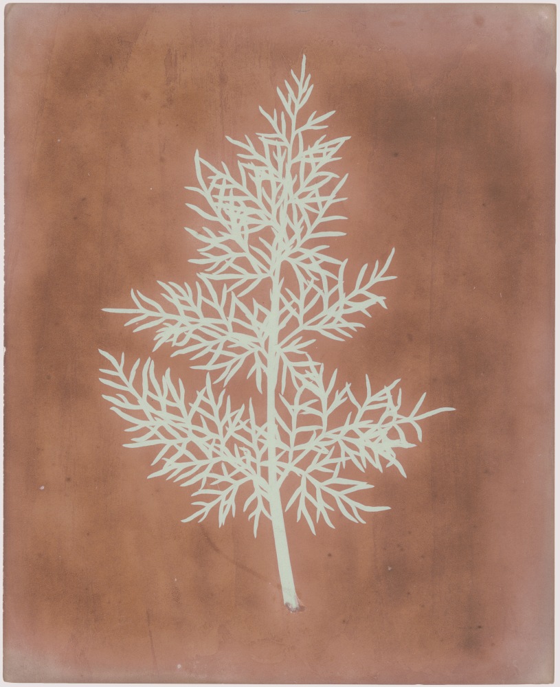 William Henry Fox TALBOT (English, 1800-1877) Leaf study, probably 1841 Photogenic drawing negative 22.9 x 18.6 cm