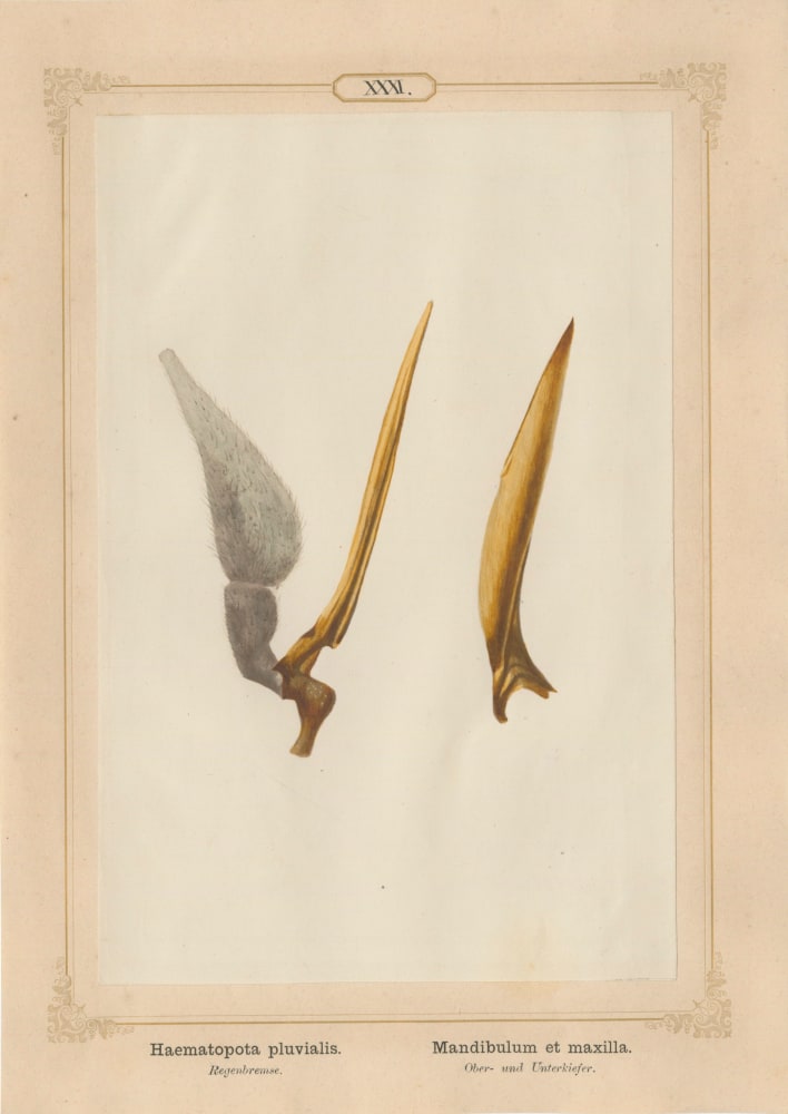 Ernst HEEGER (Austrian, 1783-1866) &quot;Haematopota pluvialis. Mandibulum et maxilla.&quot; (Upper and lower jaws of common horse fly), 1861 Hand colored salt print from a glass negative 20.3 x 13.4 cm mounted on 26.0 x 18.5 cm sheet  Numbered in ink with printed titles in Latin and German on mount