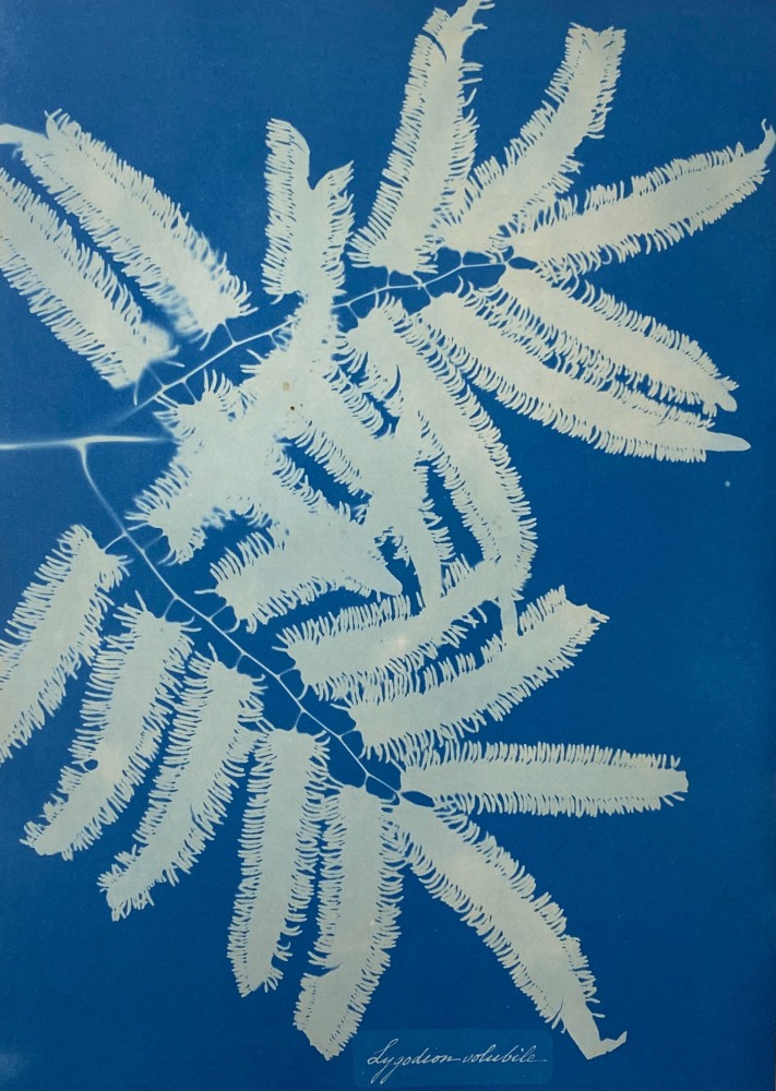 Anna ATKINS (English, 1799-1871) &quot;Lygodion-Volubile&quot;, circa 1851-1854 Cyanotype photogram 34.4 x 24.6 cm