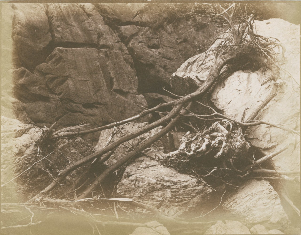 Hugh OWEN (English, 1808-1897) Branches and roots in dry riverbed, circa 1850 Salt print from a paper negative 17.3 x 22.4 cm image on 17.7 x 22.7 cm paper