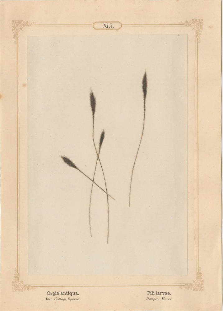 Ernst HEEGER (Austrian, 1783-1866) &quot;Orgia antiqua. Pili larvae.&quot; (Bush-tipped hairs of caterpillar of rusty tussock moth), 1861 Hand colored salt print from a glass negative 20.2 x 13.4 cm mounted on 26.0 x 18.5 cm sheet  Numbered in ink with printed titles in Latin and German on mount