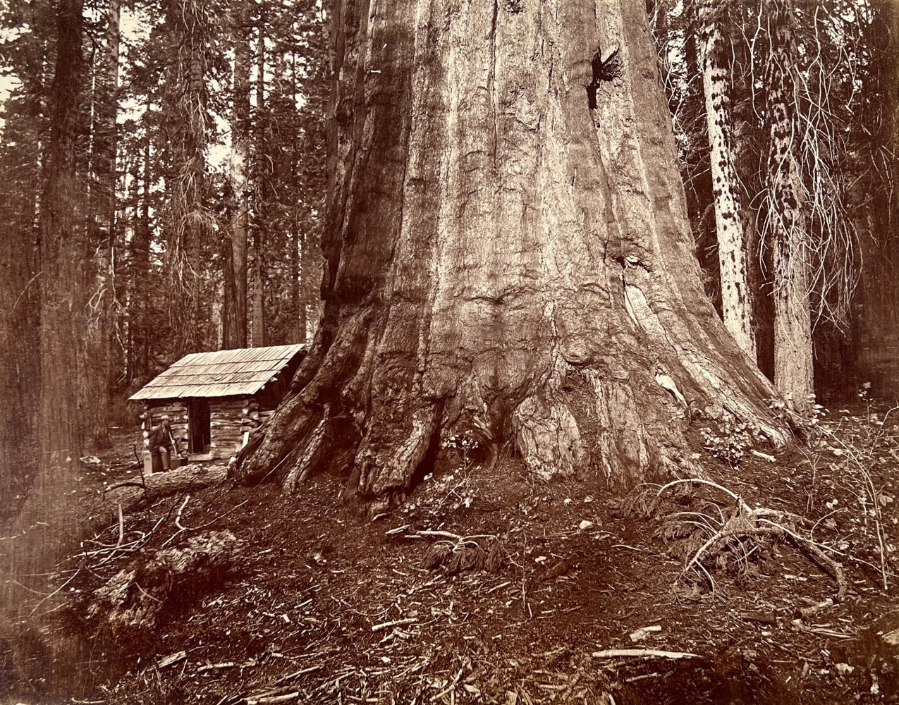 Eadweard J. MUYBRIDGE (American, born in England, 1830-1904) "Wm H. Seward, Mariposa Mammoth Trees," Yosemite Valley, 1872 Mammoth plate albumen print 43.0 x 54.7 cm