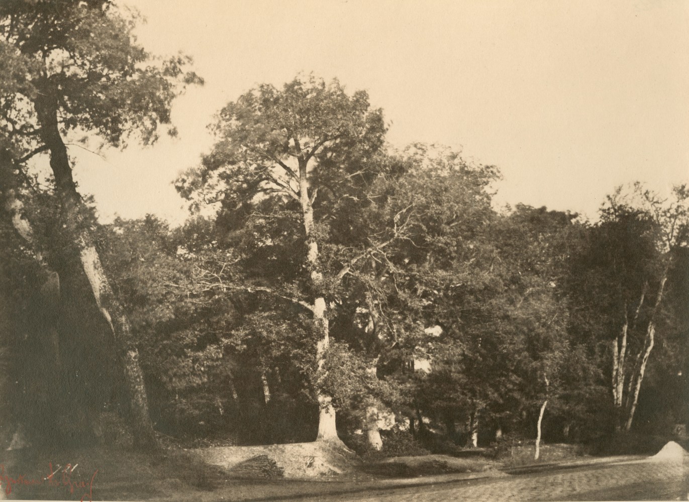 Gustave LE GRAY (French, 1820-1884) &quot;Le Hêtre, Fontainebleau&quot;, early 1850s Albumen or coated salt print from a waxed paper negative 20.0 x 27.2 cm