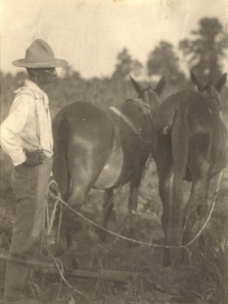 Doris ULMANN (American, 1882-1934) Field worker with two mules, circa 1920s Platinum print 20.4 x 15.5 cm