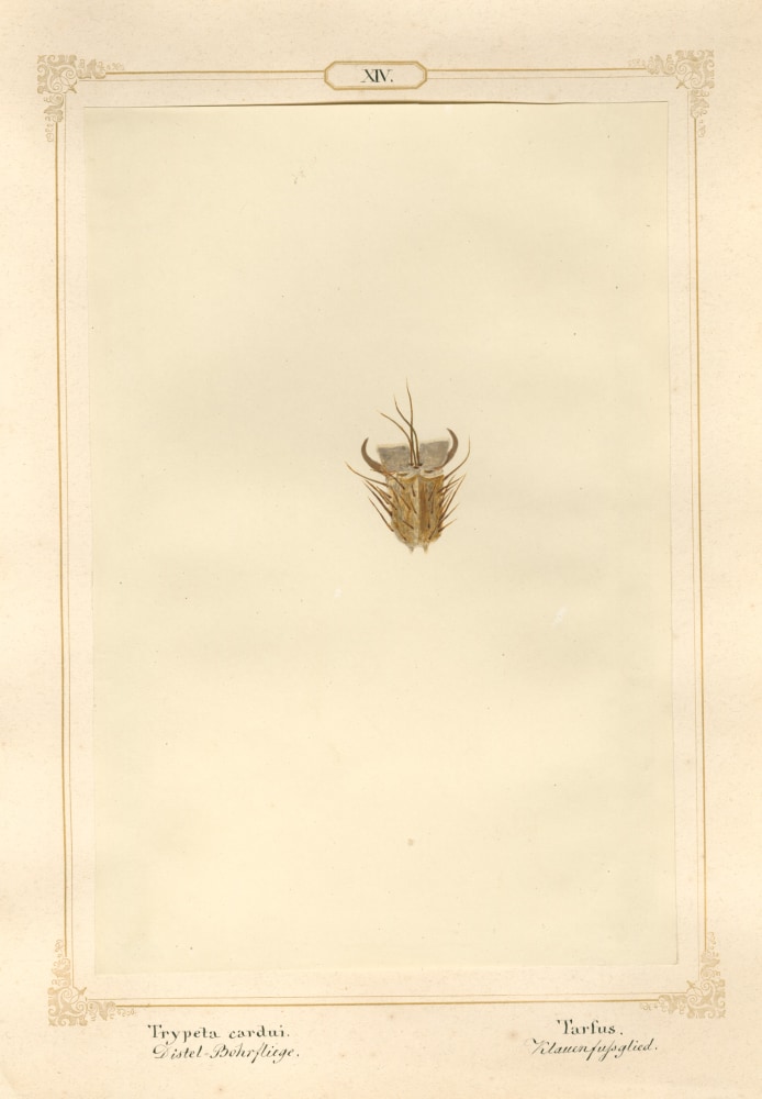 Ernst HEEGER (Austrian, 1783-1866) Foot of thistle fly, 1860, Hand colored salt print from a glass negative 20.3 x 13.7 cm mounted on 26.0 x 18.5 cm sheet
