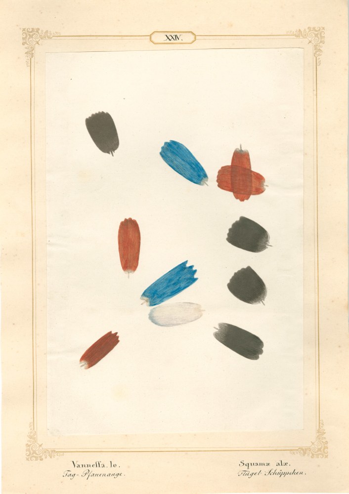 Ernst HEEGER (Austrian, 1783-1866) &quot;Vanessa Io. Squamae alae.&quot; Aglais io. (Wing scales of peacock butterfly), 1860 Hand colored salt print from a glass negative 20.1 x 13.6 cm mounted on 26.0 x 18.5 cm sheet  Numbered and titled in Latin and German in ink on mount