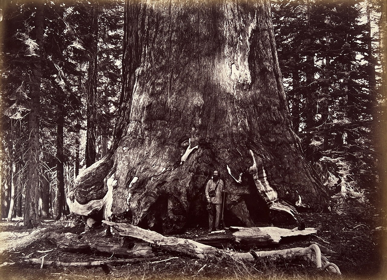 Carleton E. WATKINS (American, 1829-1916) Section of the Grizzly Giant, Mariposa Grove, Yosemite, 1861 Mammoth plate albumen print 38.4 x 53.0 cm mounted on 56.1 x 71.1 cm card, ruled in pencil Signed &quot;C. E. Watkins&quot; in ink and titled &quot;Grizzley Giant - Mariposa Grove - 33 ft Diam[eter]&quot; in pencil, on mount
