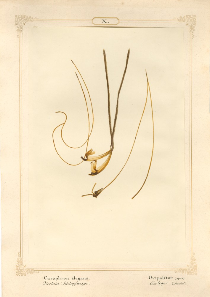 Ernst HEEGER (Austrian, 1783-1866) &quot;Caraphron elegans. Ovipolitor. (apex)&quot; (Egg layer of dainty parasitoid wasp), 1860 Hand colored salt print from a glass negative 20.6 x 13.7 cm mounted on 26.0 x 18.5 cm sheet  Numbered and titled in Latin and German in ink on mount