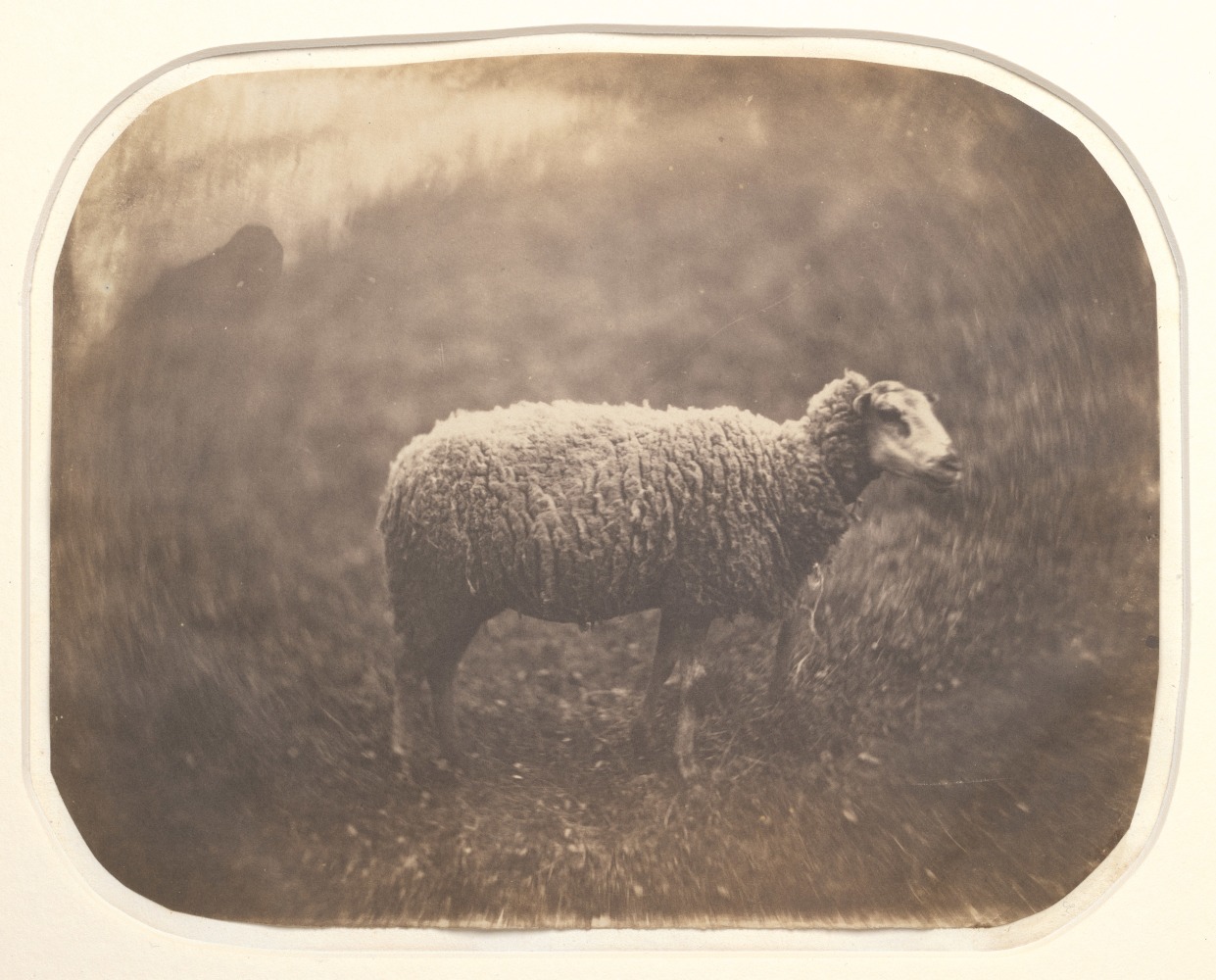 Attributed to Count Olympe AGUADO (French, 1827–1895) Study of a sheep, circa 1855 Salt print from a collodion negative 13.5 x 17.2 cm, corners rounded, irregularly trimmed