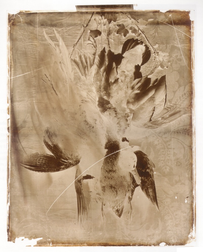 Charles NÈGRE (French, 1820-1880) Still life with game, circa 1855-1860 Collodion on glass negative 44.7 x 35.8 cm