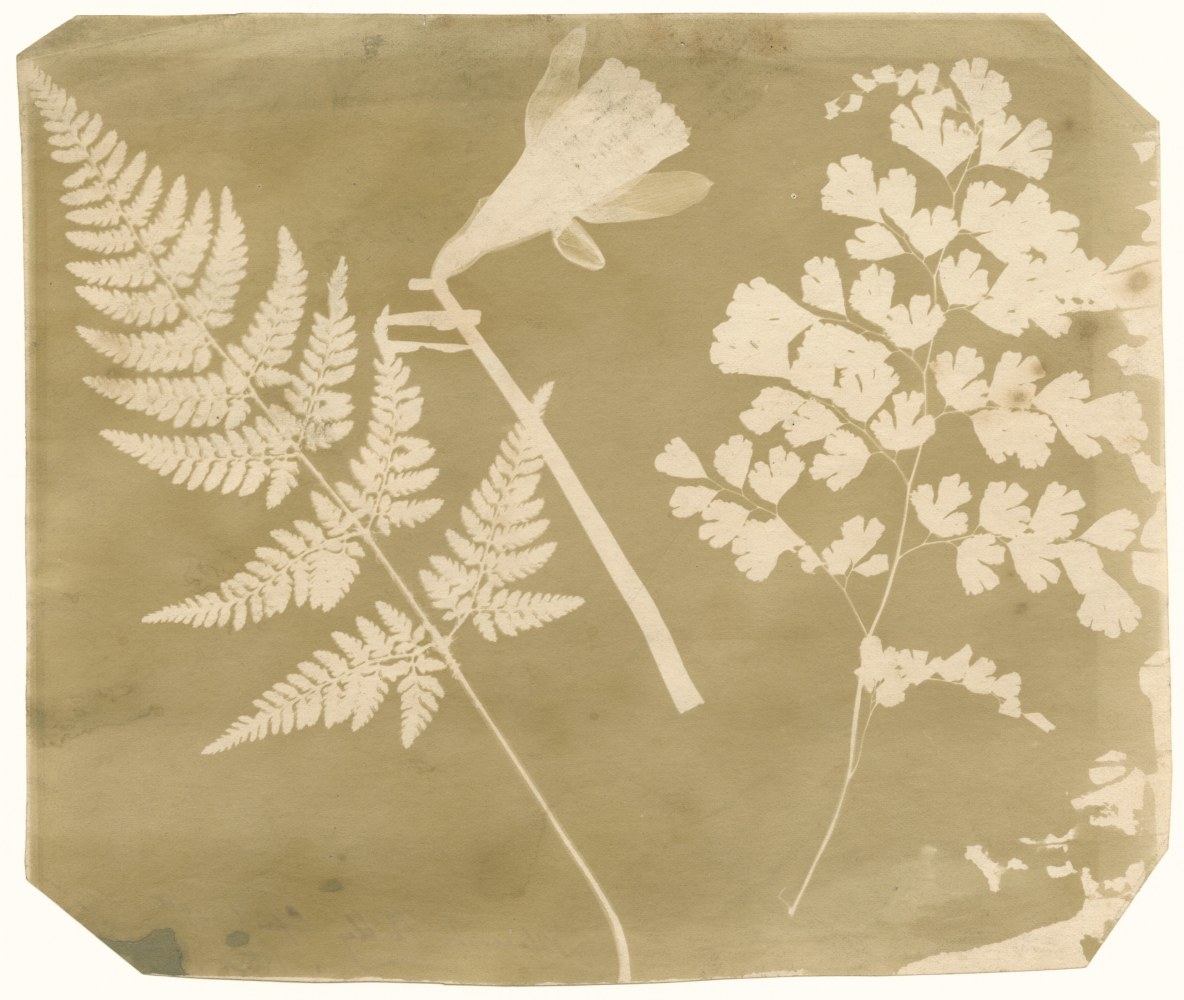 Blanche Henrietta Johnes SHELLEY (English, 1841-1898) Daffodil and ferns, &quot;April 18th 1854&quot; Photogenic drawing negative 17.1 x 20.4 cm