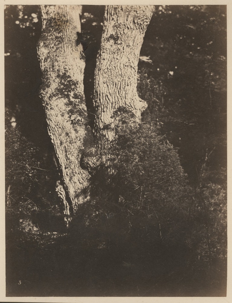 Eugène CUVELIER (French, 1837-1900) Trees*, late 1850s Albumen print from a paper negative 26.2 x 20.1 cm mounted on 41.3 x 34.8 cm card Numbered &quot;3&quot; in the negative